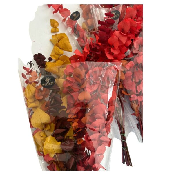 Autumn eucalyptus bright color - Image 2