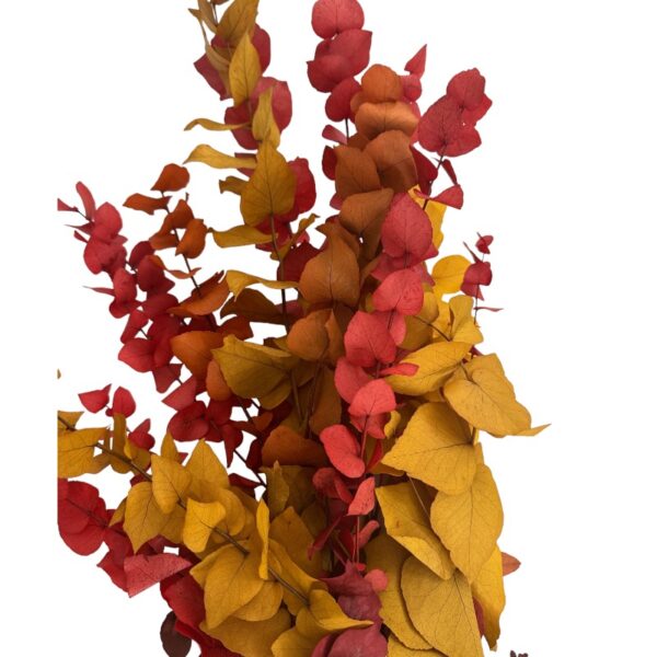 Autumn eucalyptus bright color