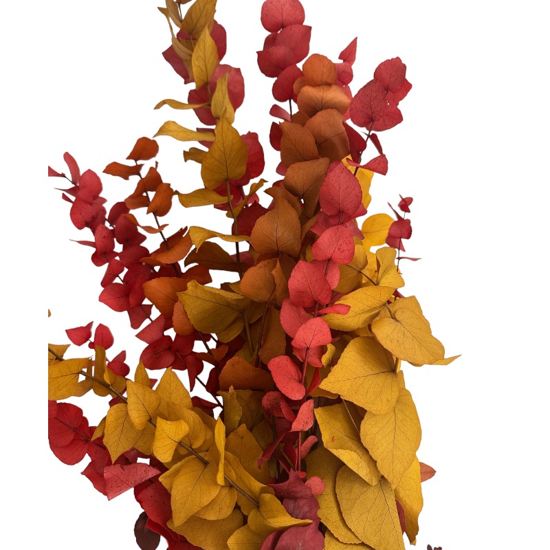 Autumn eucalyptus bright color