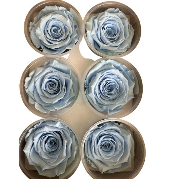 Preserved roses bright blue - Image 2