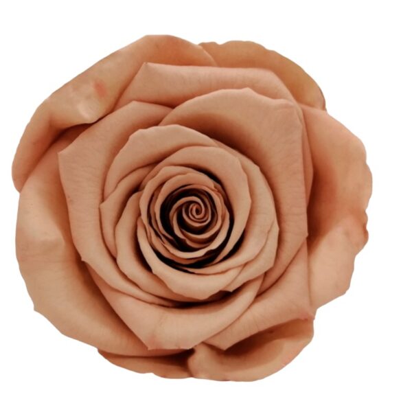 Preserved roses bright brown Roseamor