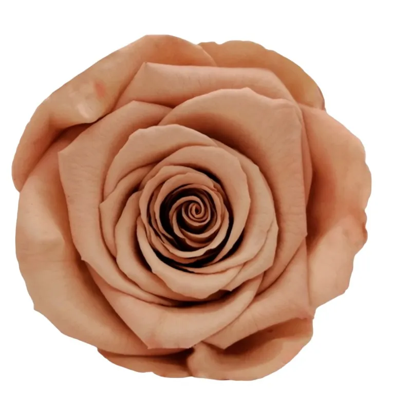 Preserved roses bright brown Roseamor