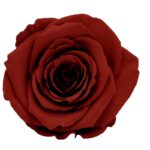 Preserved roses bright grape Roseamor