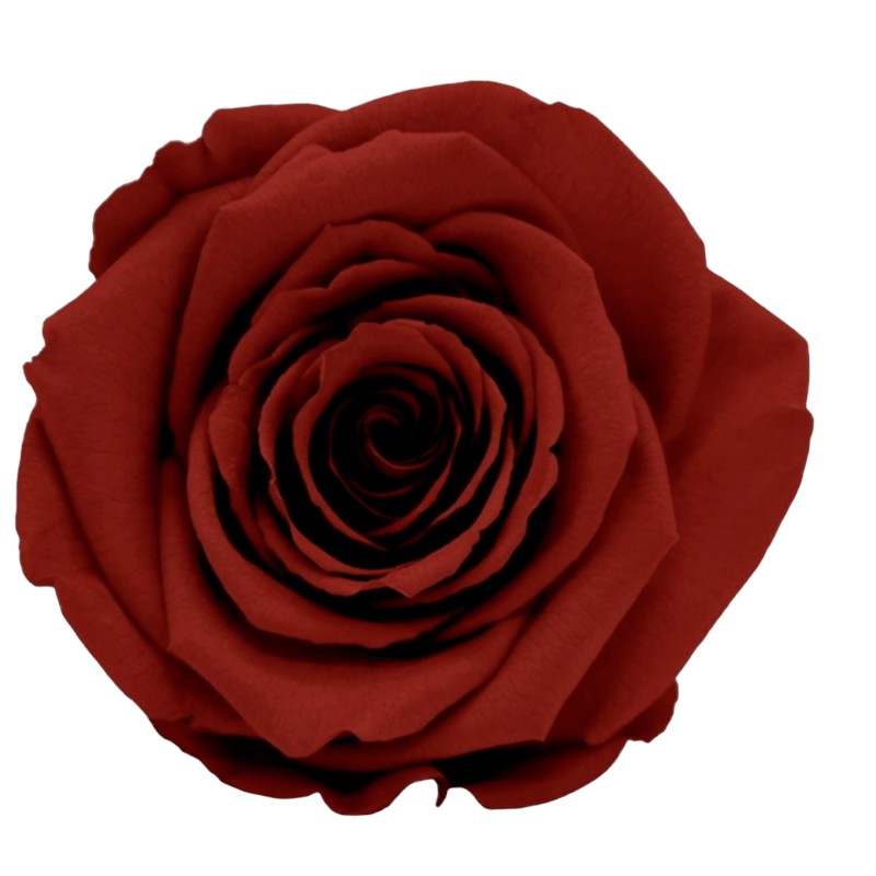 Preserved roses bright grape Roseamor