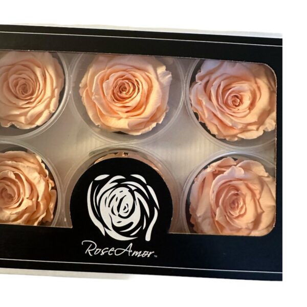 Preserved roses bright peach - Image 3