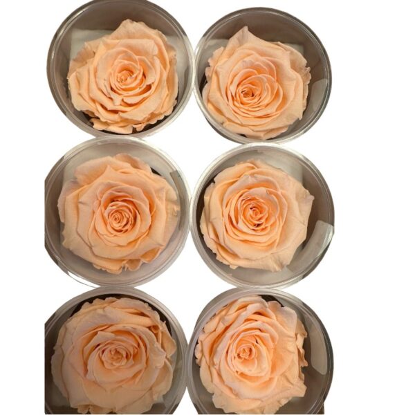 Preserved roses bright peach - Image 2