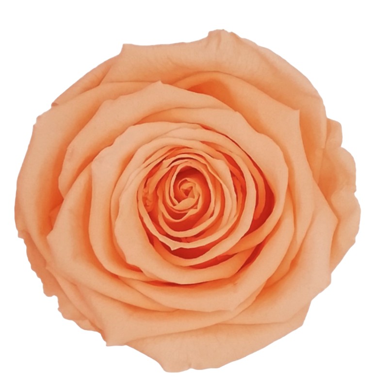 Preserved roses bright peach