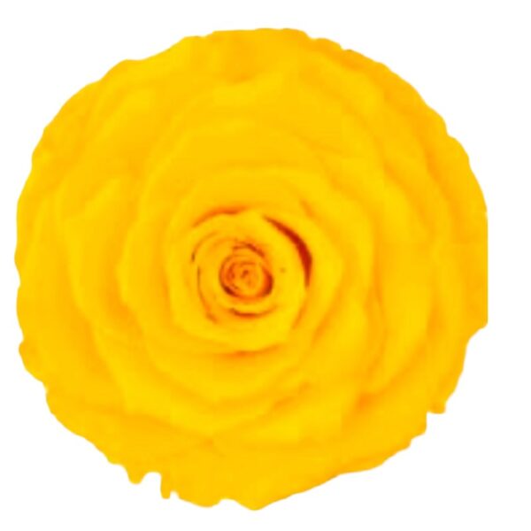 Preserved yellow rose