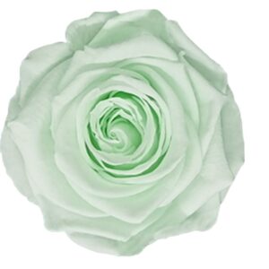 Preserved roses brighter green Roseamor