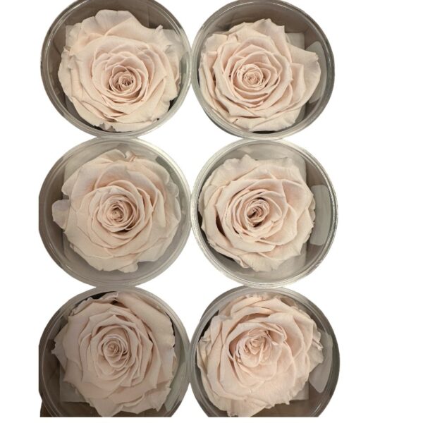 Preserved roses brighter pink - Image 3
