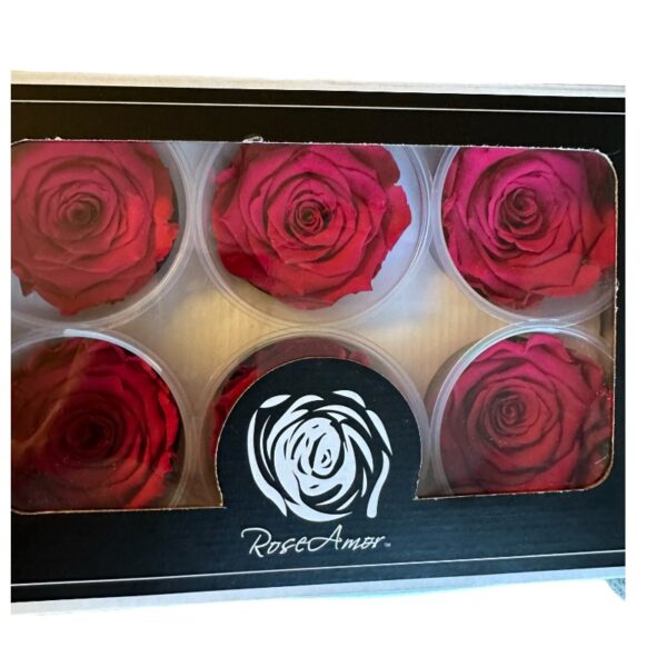 Preserved roses dark fuchsia - Image 3