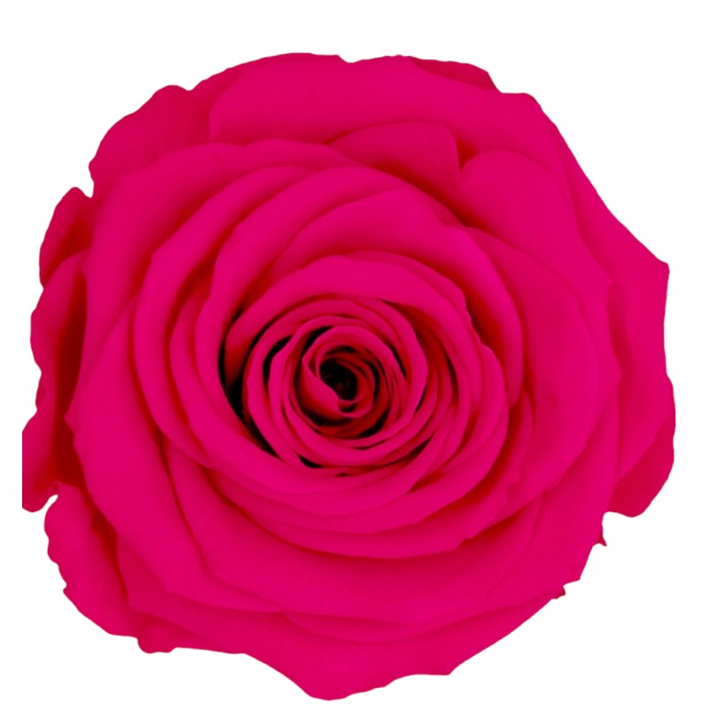 Preserved roses dark fuchsia Roseamor