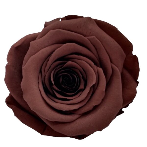Preserved roses dark grape Roseamor