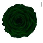 Preserved roses dark green Roseamor
