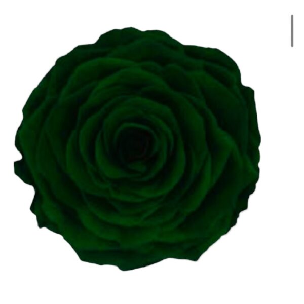 Preserved roses dark green Roseamor