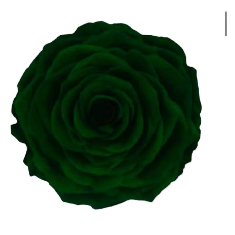 Preserved roses dark green Roseamor