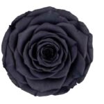 Preserved roses dark grey Roseamor