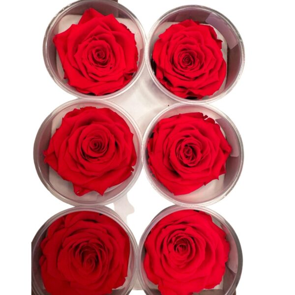Preserved roses dark orange - Image 3