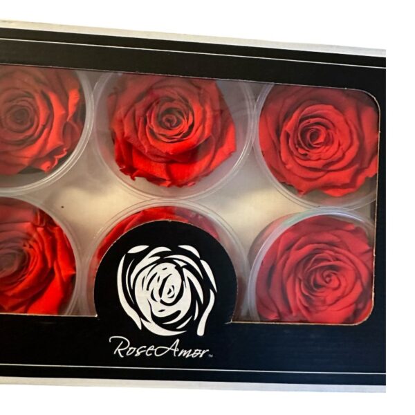Preserved roses dark orange - Image 2