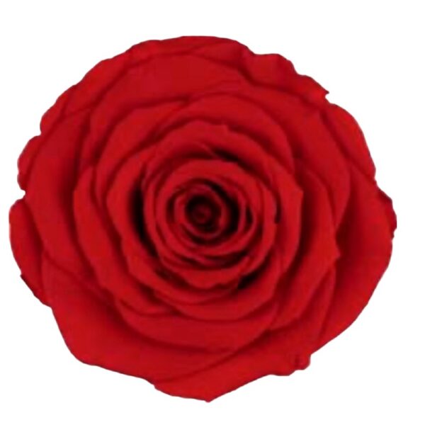 Preserved roses dark orange Roseamor