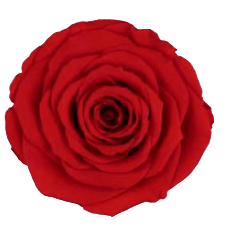 Preserved roses dark orange Roseamor