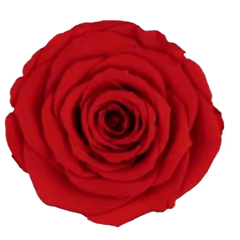 Preserved roses dark orange Roseamor