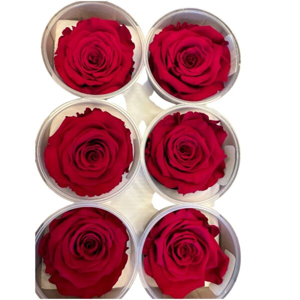 Preserved roses dark pink - Image 2