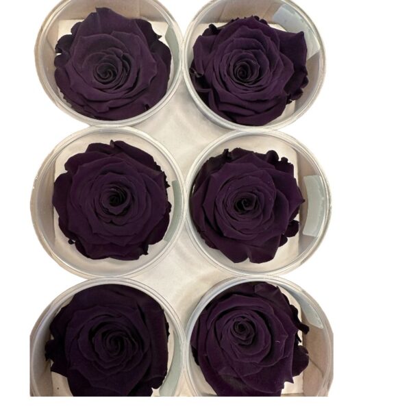 Preserved roses dark purple - Image 3