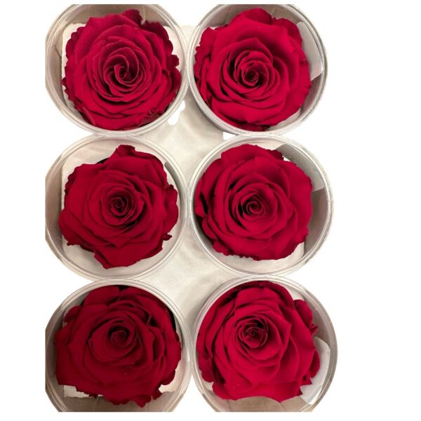 Preserved roses dark red - Image 3