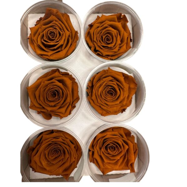 Preserved roses dark toffee - Image 2