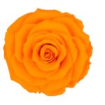 Preserved dark yellow roses from Roseamor