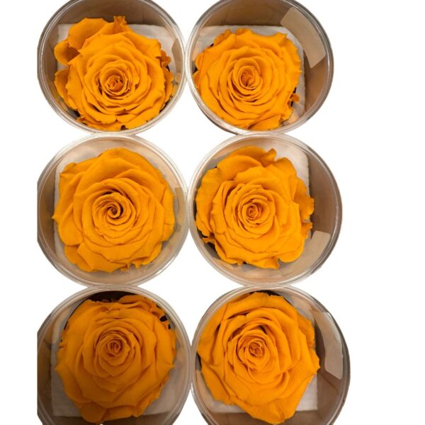 Preserved dark yellow roses - Image 2
