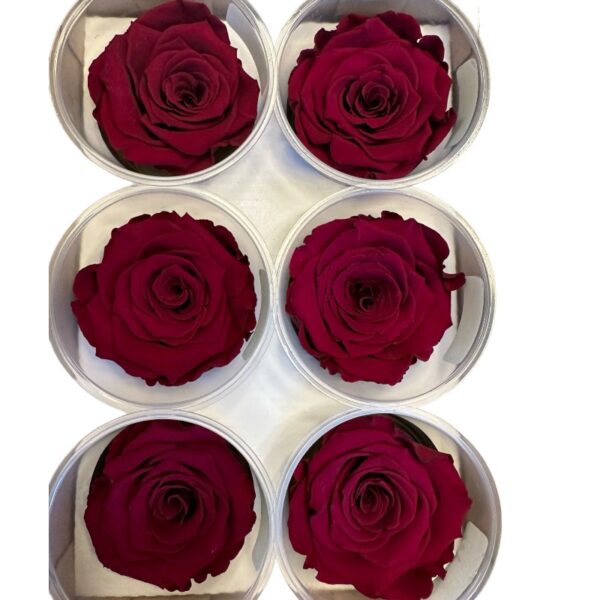 Preserved roses darker pink - Image 2