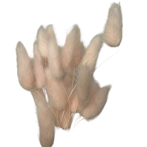 Dry baby pink Lagurus
