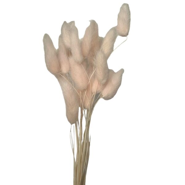 Dry baby pink Lagurus - Image 2