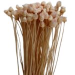 Dry light pink Jacilda