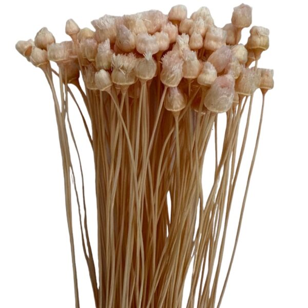 Dry light pink Jacilda