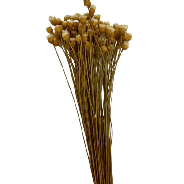 Dry natural color Jacilda - Image 2
