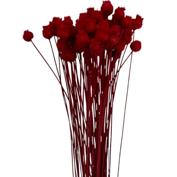 Dry red Jacilda