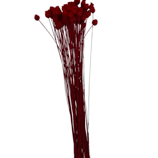 Dry red Jacilda - Image 2