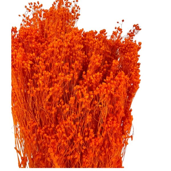 Dry orange broom