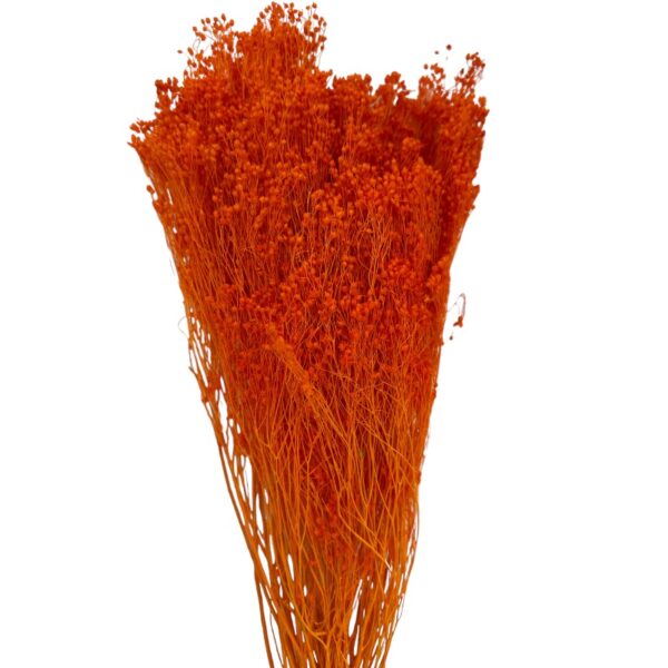 Dry orange broom - Image 2