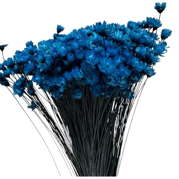 Dry dark blue Mini Glixia
