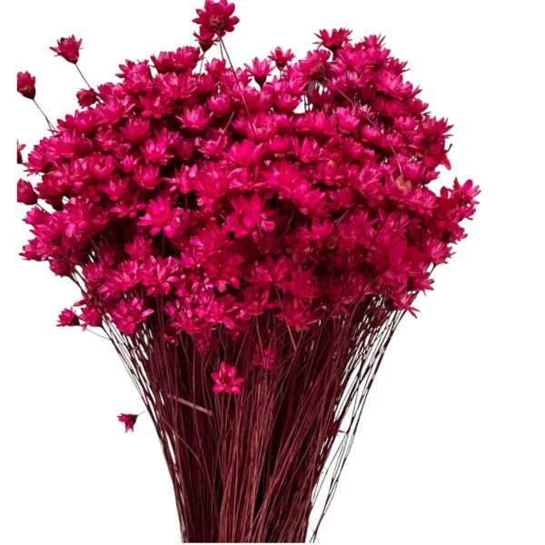 Dry fuchsia Mini Glixia