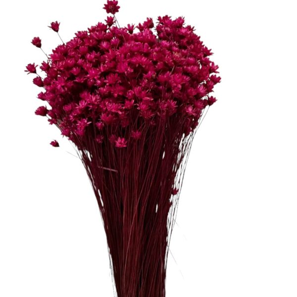 Dry fuchsia Mini Glixia - Image 3