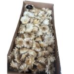 Dry Helichrysum heads/box white - Image 3