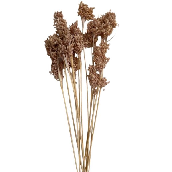 Dry light pink Jonquil - Image 2