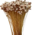 Dry light pink mini Glixia