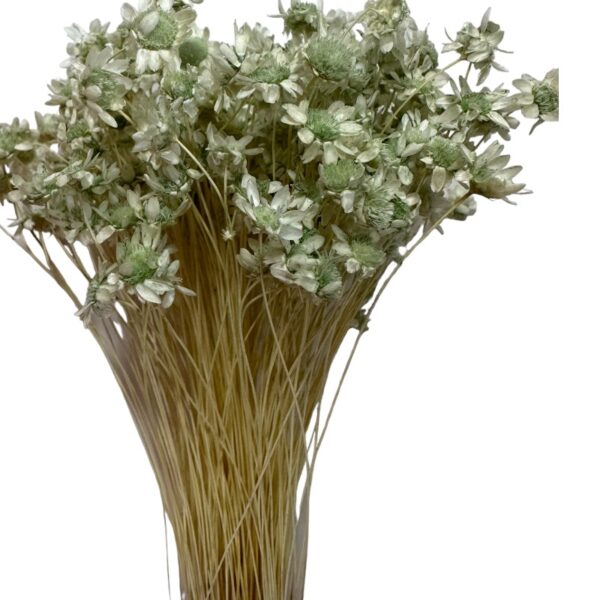 Dry mint green Mini Glixia