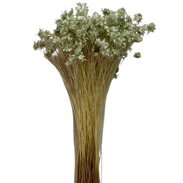 Dry mint green Mini Glixia - Image 2